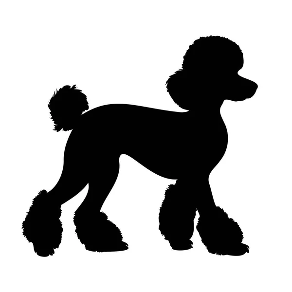 Vandring Poodle Hund Siluett Isolerad Vit Bakgrund Vektorillustration — Stock vektor