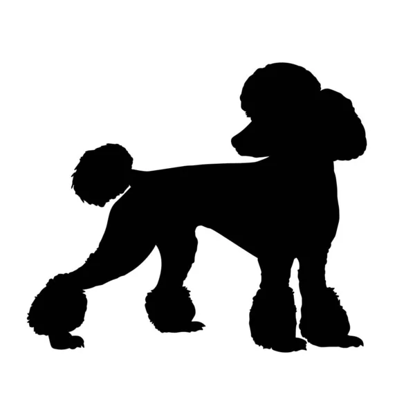 Poodle Silhueta Cão Isolado Fundo Branco Ilustração Vetorial —  Vetores de Stock