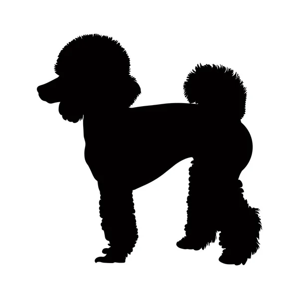 Poodle Silhueta Cão Isolado Fundo Branco Ilustração Vetorial — Vetor de Stock