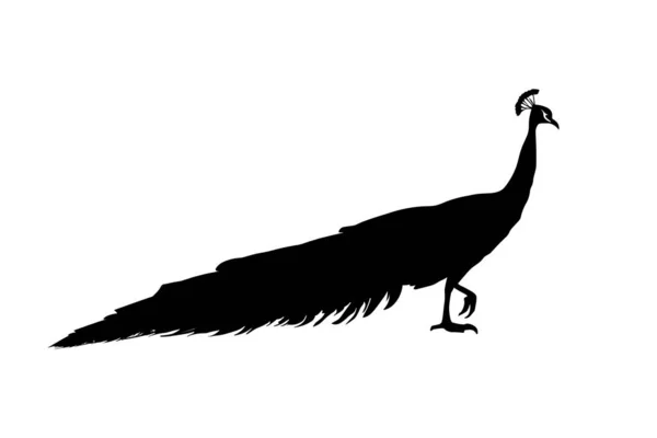 Peacock Walking Silhuet Isoleret Hvid Baggrund Vektorillustration – Stock-vektor