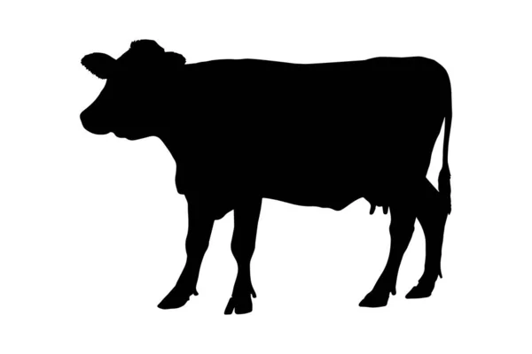 Silhueta Vaca Isolada Fundo Branco Ilustração Vetorial — Vetor de Stock