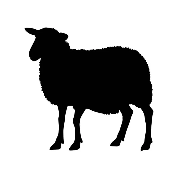 Sylwetka Owiec Izolowane Białym Tle Ilustracja Wektora — Wektor stockowy