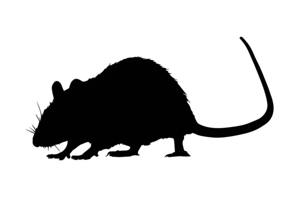Rattensilhouette Isoliert Auf Weißem Hintergrund Vektorillustration — Stockvektor
