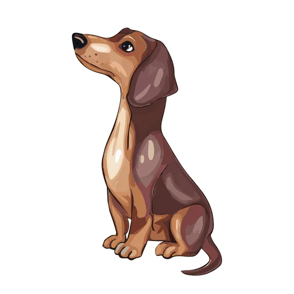 Cute Sitting Dachshund Dog Looking Isolated White Background Vector Illustration — Stock Vector