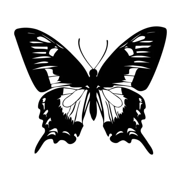 Real Butterfly Silhouette Isolated White Background Vector Illustration — Stock Vector