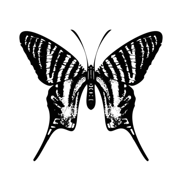 Elegant Butterfly Silhouette Isolated White Background Vector Illustration — Stock Vector