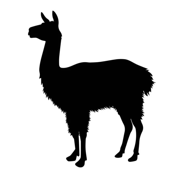 Silhouette Lama Alpaga Isolée Sur Fond Blanc Illustration Vectorielle — Image vectorielle