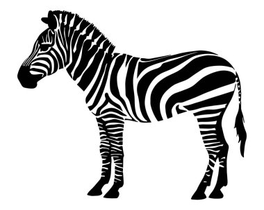 Zebra silueti beyaz arka planda izole edilmiş. Vektör illüstrasyonu