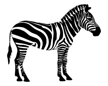 Zebra silueti beyaz arka planda izole edilmiş. Vektör illüstrasyonu