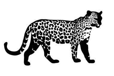 Beyaz arka planda izole edilmiş leopar silueti. Vektör illüstrasyonu