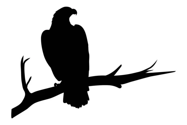 Αετός Κλαδί Δέντρου Σιλουέτα Απομονωμένη Λευκό Φόντο Εικονογράφηση Διανύσματος — Διανυσματικό Αρχείο