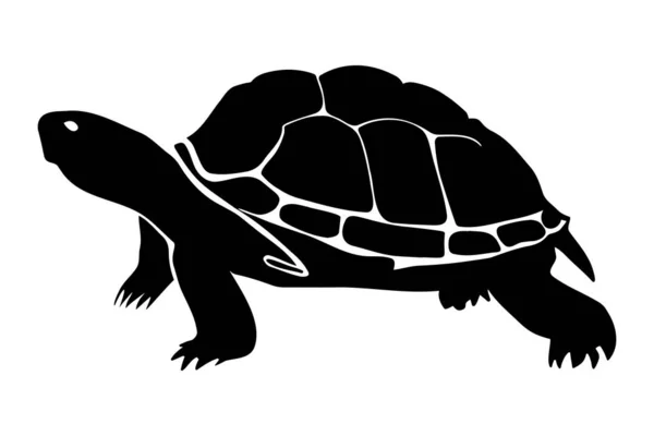 Силуэт Черепахи Изолирован Векторная Иллюстрация — стоковый вектор