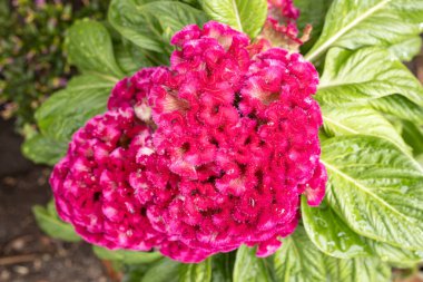 Açık havada yetişen Celosia Argentea çiçeği başı.