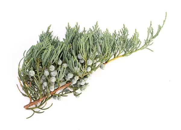 Ramita Enebro Con Conos Aislados Sobre Fondo Blanco Juniperus Horizontalis —  Fotos de Stock