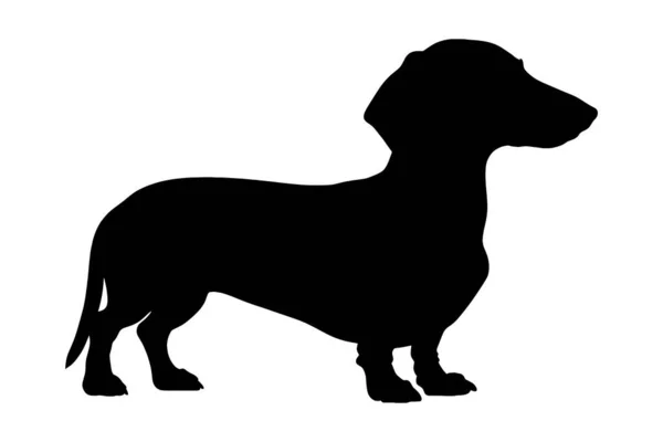 Dachshund Köpek silueti. Vektör illüstrasyonu
