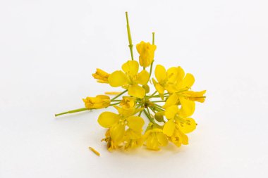 Beyaz arkaplanda Brassica rapa çiçeği izole