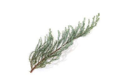 Chinese juniper twig isolated on white background. Juniperus chinensis clipart