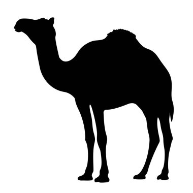 Dromedary siluet illüstrasyon profili görünümü