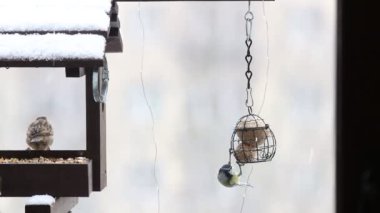 Bird Tit (Paridae) eating at the feeder in winter.