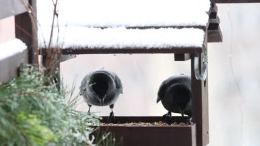 Karga kuşu (Corvus monedula) kışın yemlikte tahıl yer..