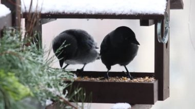 Karga kuşu (Corvus monedula) kışın yemlikte tahıl yer..