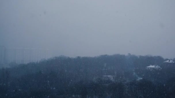 Прекрасний Зимовий Ліс Покритий Сильним Снігом Відеокліп Ялинки Замерзають Високо — стокове відео