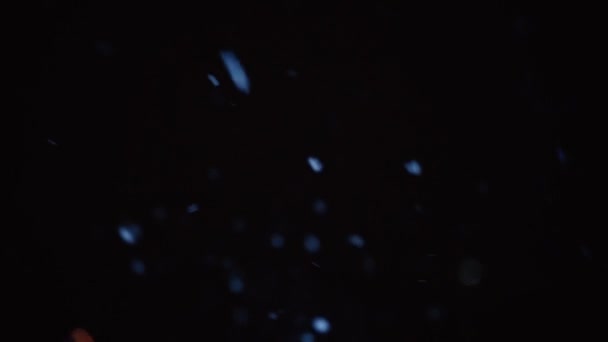 Vallende Echte Sneeuwvlokken Zware Sneeuw Besneeuwd Weer Zwarte Achtergrond Matte — Stockvideo