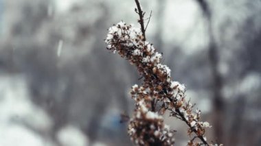 Soğuk bir kış gününde, bitki dalları üzerinde beyaz kar, yakın. Doğal arka plan. Seçici botanik geçmişi. Yüksek kaliteli video
