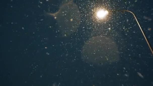 提灯を背景に夜の異常な降雪 雪がレンズに落ちる 底辺の景色 — ストック動画