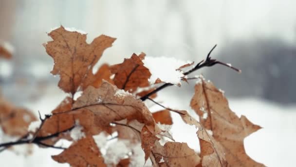 Första Snötäckta Höstfärgade Löv Träd Trädmärke Med Gula Löv Snö — Stockvideo