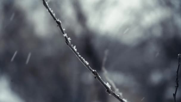 Közelkép Egy Faágról Amelyet Borít Természetes Háttérrel Növények Hóesés Hátterében — Stock videók