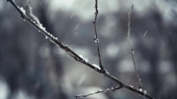 Nærbillede Gren Dækket Sne Naturlig Baggrund Planter Baggrund Snefald – Stock-video