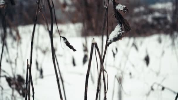 Nieve Blanca Las Ramas Las Plantas Día Helado Invierno Cerca — Vídeos de Stock