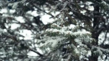 Karla kaplı çam dalı, kar yağışı yakın plan. Noel ve Yeni Yıl atmosferi. 4K video görüntüleri. Muhteşem kış ormanı manzarası