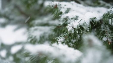 Karla kaplı çam dalı yakın plan. Muhteşem kış ormanı manzarası. Noel ağacı. Noel ve Yeni Yıl atmosferi