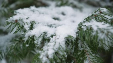 Karla kaplı çam dalı yakın plan. Muhteşem kış ormanı manzarası. Noel ağacı. Noel ve Yeni Yıl atmosferi