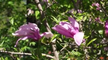 Baharda çiçek açan manolya. Yakın plan pembe çiçekli manolya çiçekleri mavi gökyüzünde sallanıyor. Çiçek açan bahçe, çiçek açan ağaç dalları..