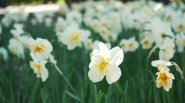 Parkta beyaz narsisli bir çiçek tarlası yetişiyor. Ampul çiçeği tomurcuğu yaklaş. Botanik bahçesinde açan bahar çiçeği. Çimlerde çok renkli bitkiler. Sahada bitki yetiştirme.