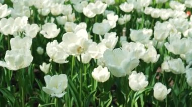 Parkta beyaz lalelerden oluşan bir çiçek tarlası büyüyor. Ampul çiçeği tomurcuğu yaklaş. Botanik bahçesinde açan bahar çiçeği. Çimlerde çok renkli bitkiler. Sahada bitki yetiştirme.
