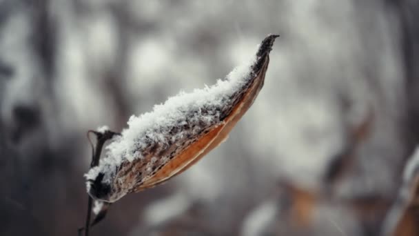 Sfondo Natura Invernale Tempo Nevoso Pianta Solitaria Che Cresce Senza — Video Stock