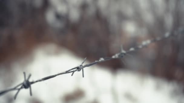 在雪地的特写下铁丝网 多刺霜冻的概念 大雪天气下监狱的细节 — 图库视频影像