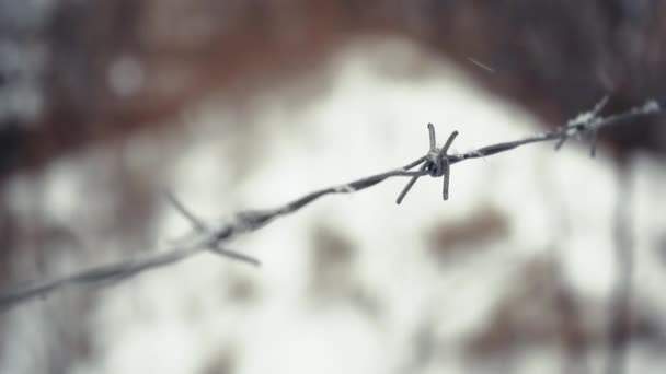 在雪地的特写下铁丝网 危险概念 大雪天气下监狱的细节 — 图库视频影像