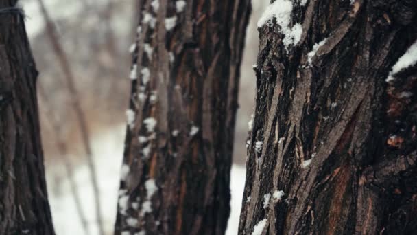 松树的树干被积雪覆盖着 冬天的雪天 后续行动 — 图库视频影像