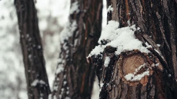 松の木の幹は雪に覆われている 雪の多い冬の天気 — ストック動画