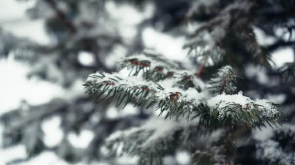 Fényképezőgép Dönthető Ágak Egy Bolyhos Karácsonyfa Borítja Után Egy Hóesés — Stock videók