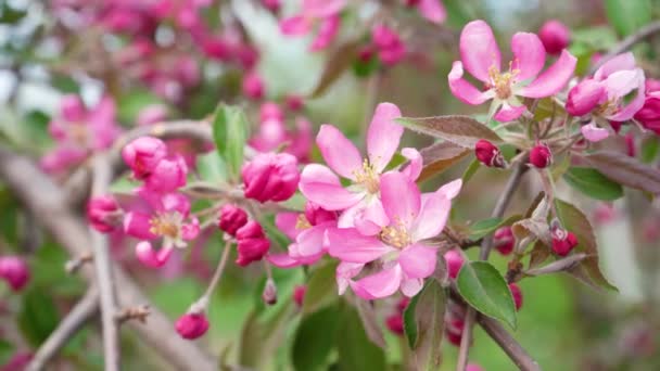Ανθισμένη Ροζ Μηλιά Κλείνει Την Άνοιξη Εποχιακά Ανθισμένα Οπωροφόρα Δέντρα — Αρχείο Βίντεο