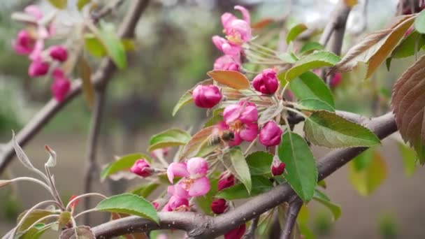 Пчела Опыляет Цветущие Розовые Яблони Крупным Планом Весной Сезонные Цветущие — стоковое видео