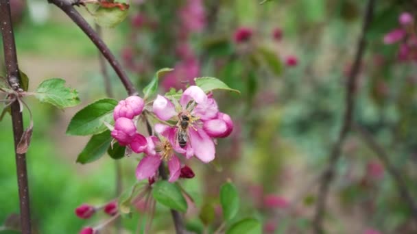 Een Honingbij Werkt Het Voorjaar Aan Een Roze Appelbloesem Close — Stockvideo
