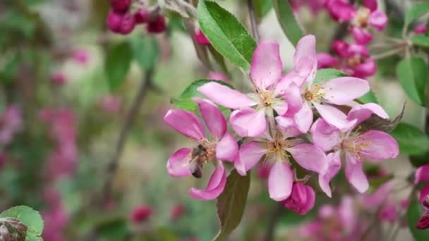 Pyłek Pszczeli Sadach Jabłkowych Pszczoła Kładzie Kwiat Różowy Jabłoń Kwiat — Wideo stockowe