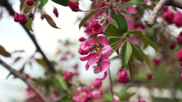 Een Bij Verzamelt Nectar Van Een Bloeiende Appelboom Appelboom Bloeit — Stockvideo